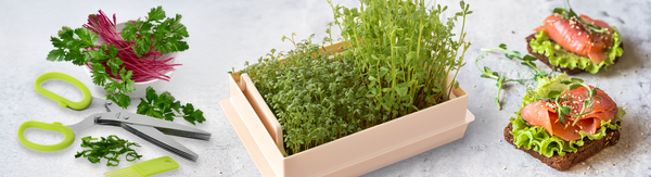 Bylinky a klíčky jsou výborným zdrojem vitamínů a enzymů.