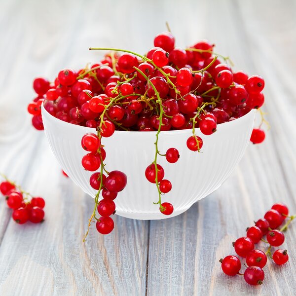 Miska VLNKA pr. 13 cm