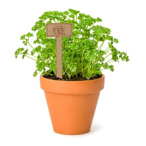Zápich do květináče petržel