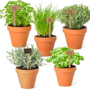 Zápich do květináče tymián